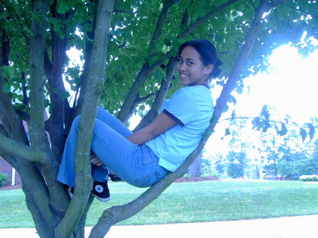 meinatree.jpg